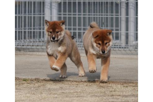 成約済の愛媛県の四国犬-366904の5枚目